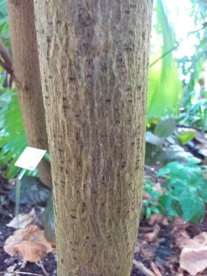 Hernandia cordigera bark