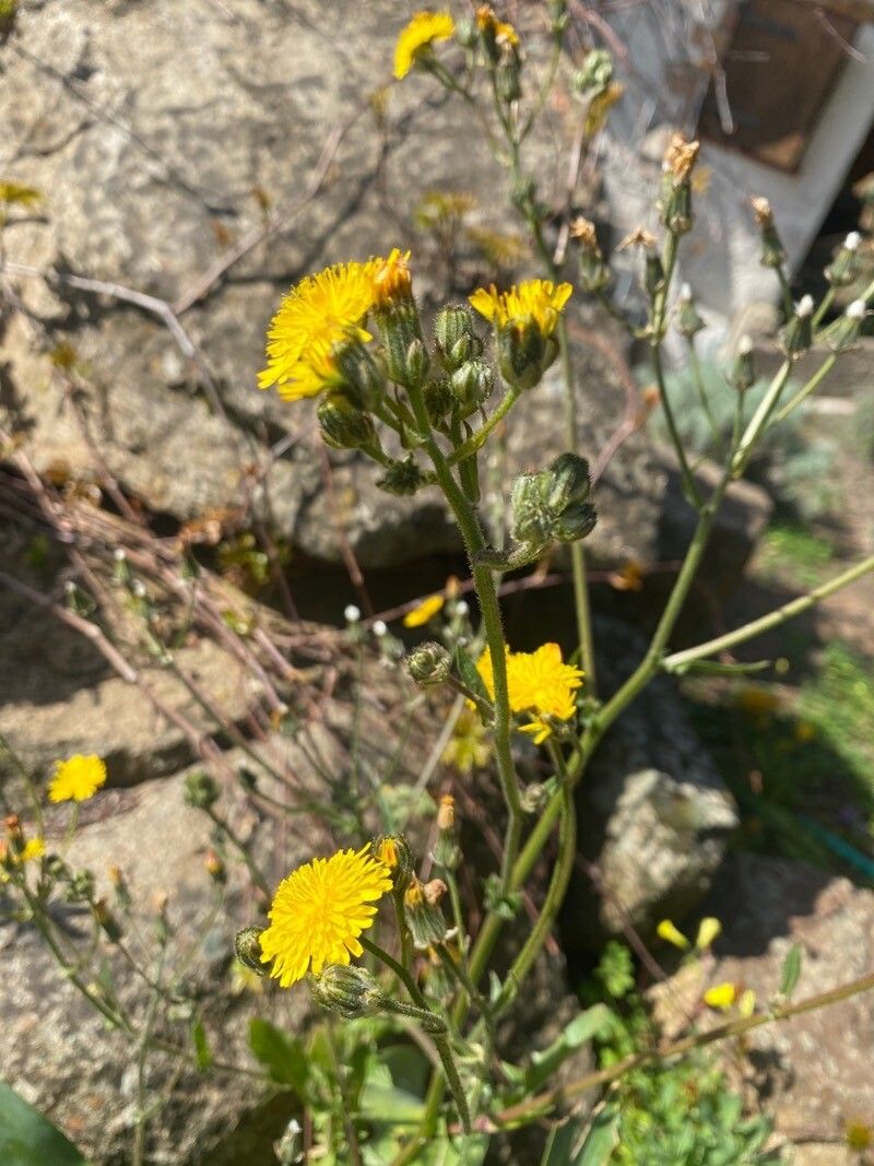 Taraxacum obliquilobum habit