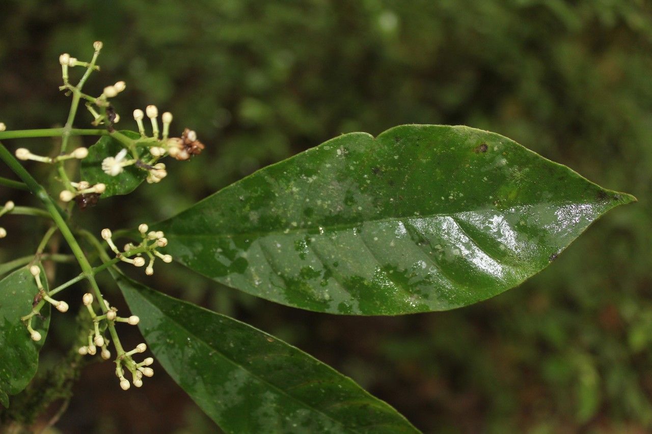 Xylosma hispidula — search result for 'Xylosma'