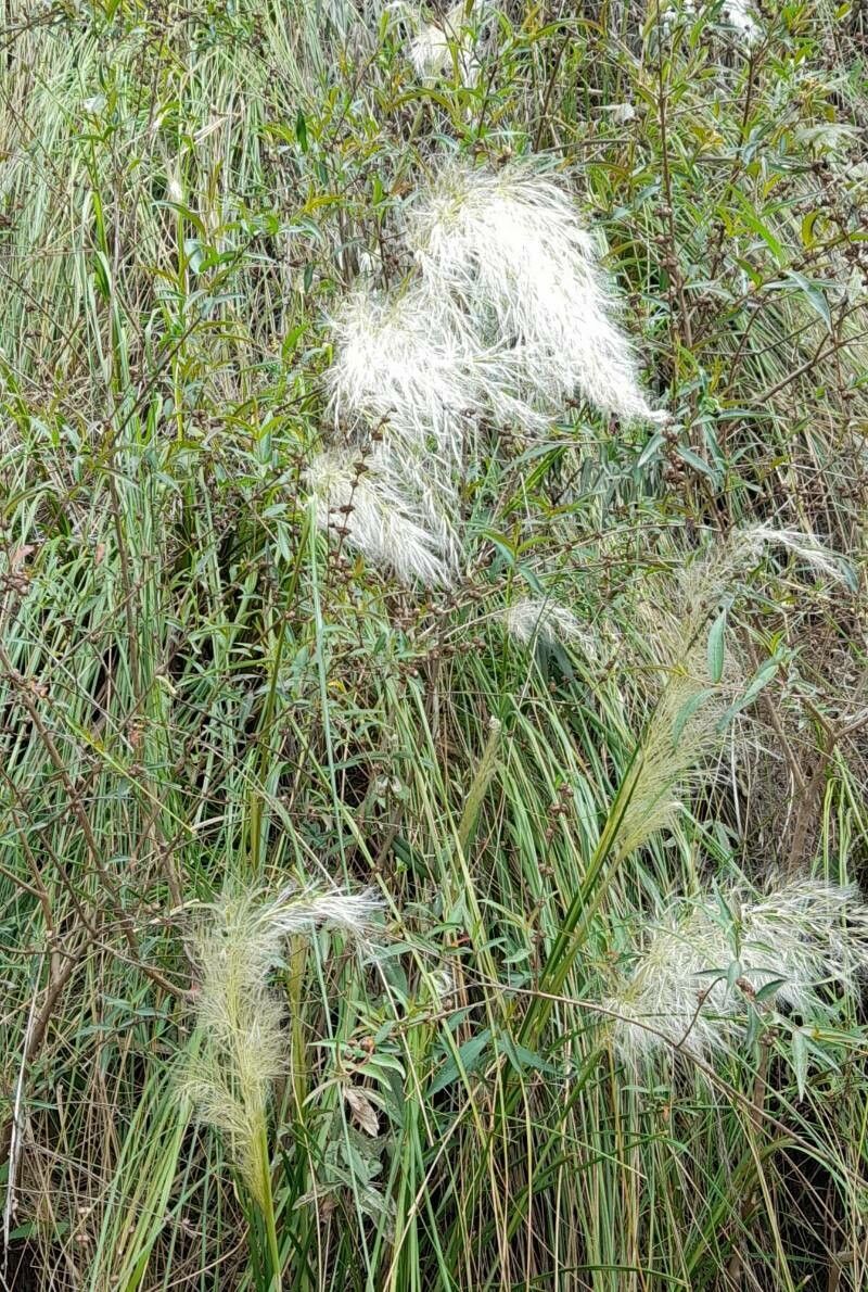 Cortaderia hieronymi habit