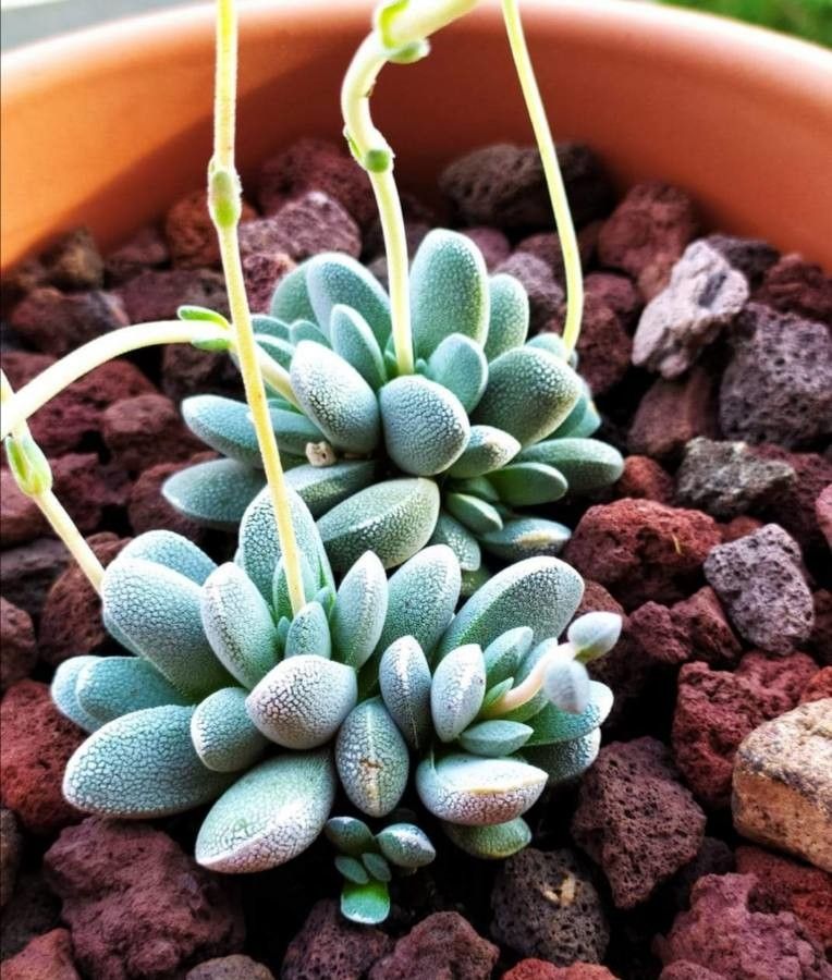 Crassula tecta leaf
