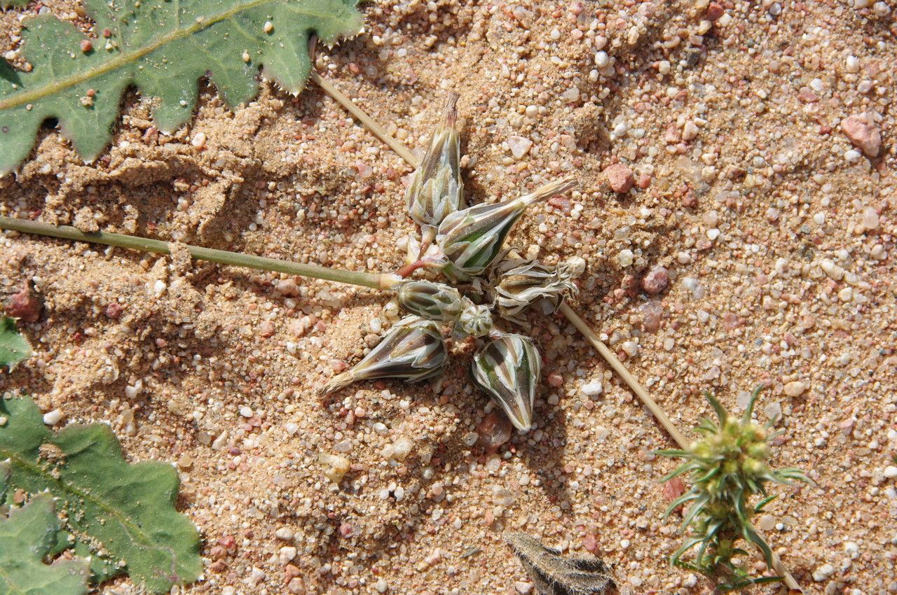 Launaea capitata fruit