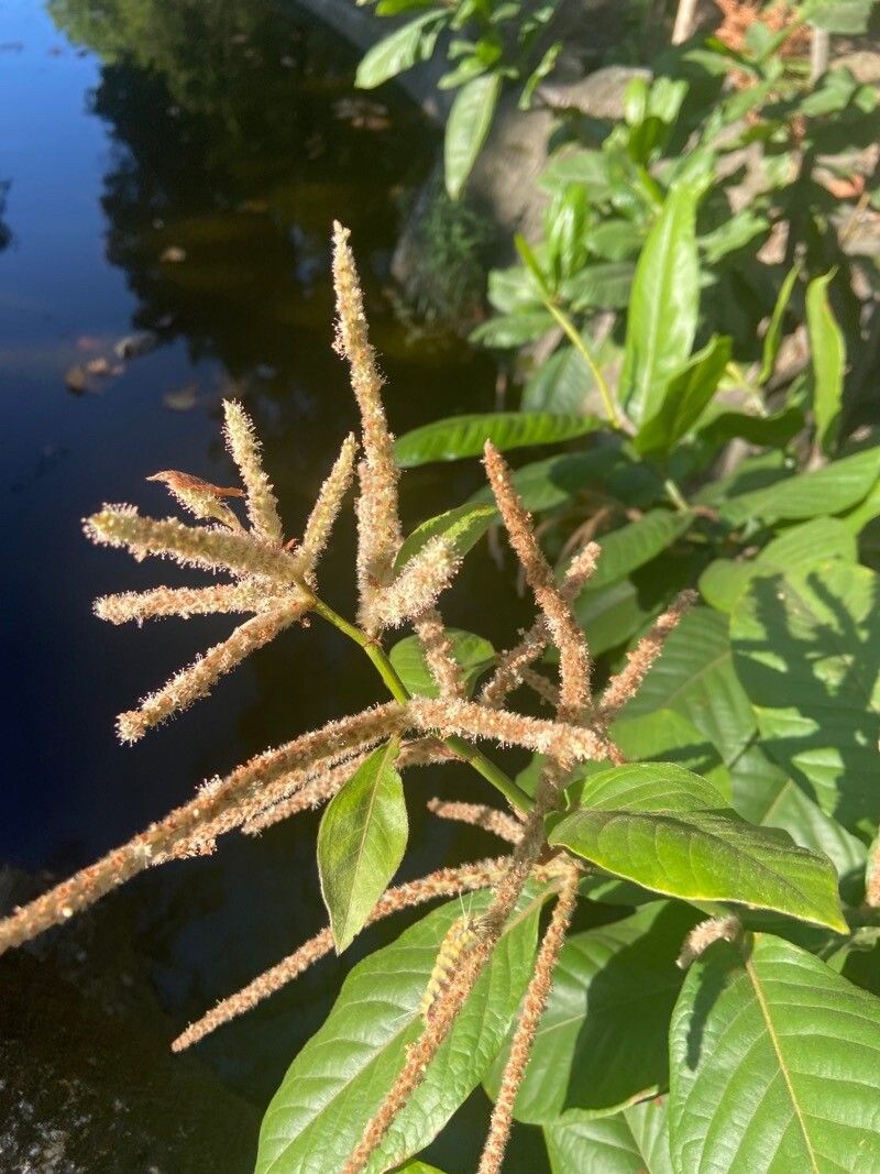 Colebrookea oppositifolia flower