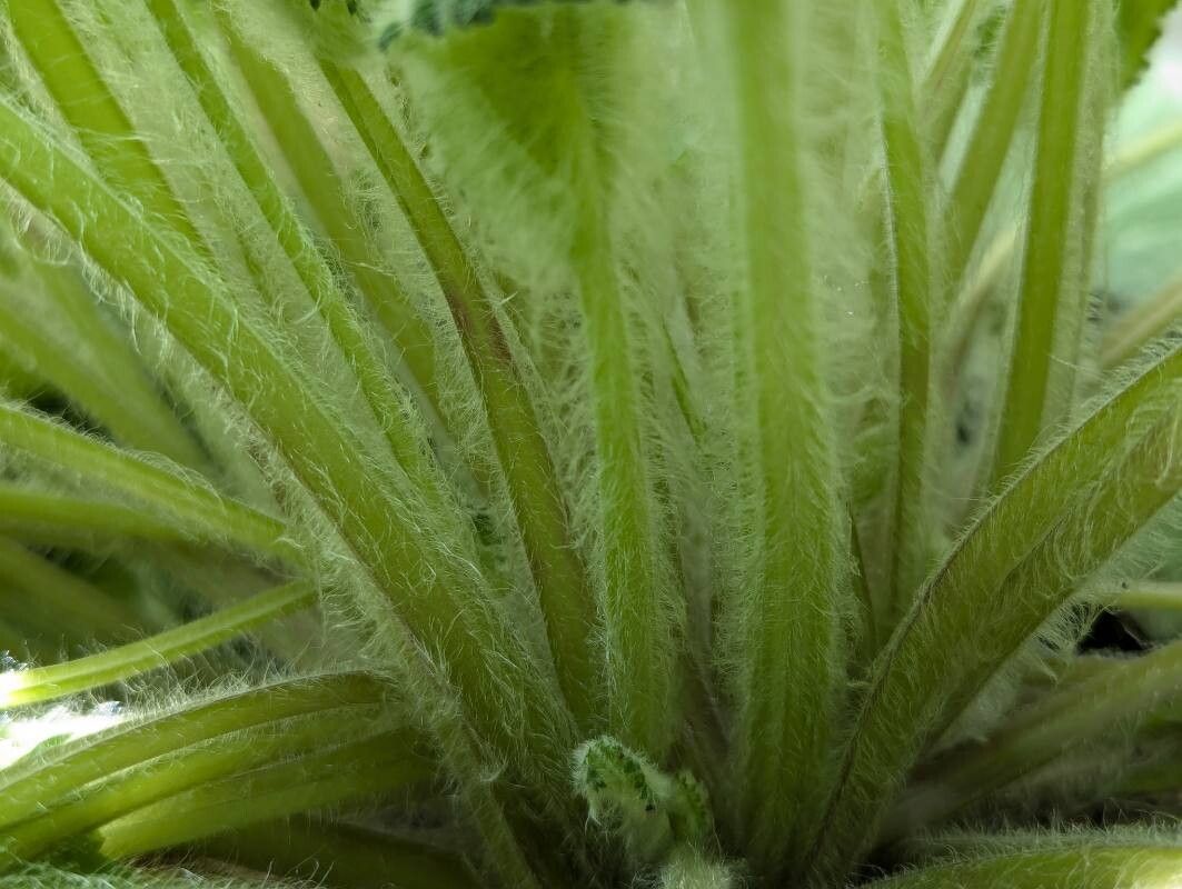 Scrophularia chrysantha bark