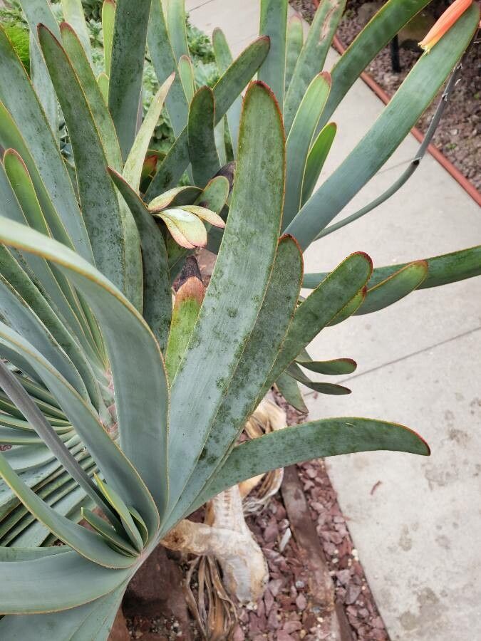 Aloe plicatilis leaf