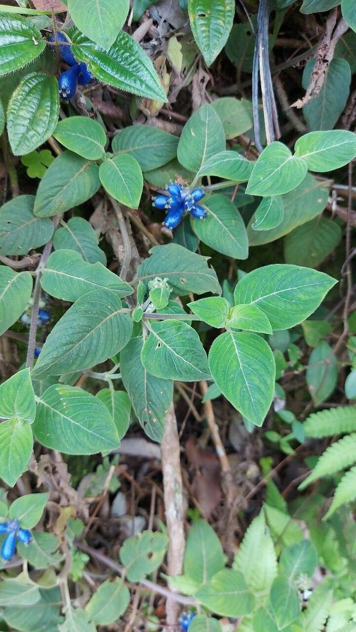 Coccocypselum lanceolatum — houseplant care guide