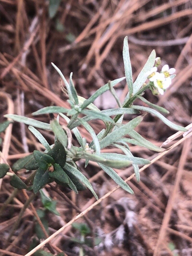 Lepidium graminifolium — search result for 'Lepidium'