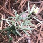 Lepidium graminifolium
