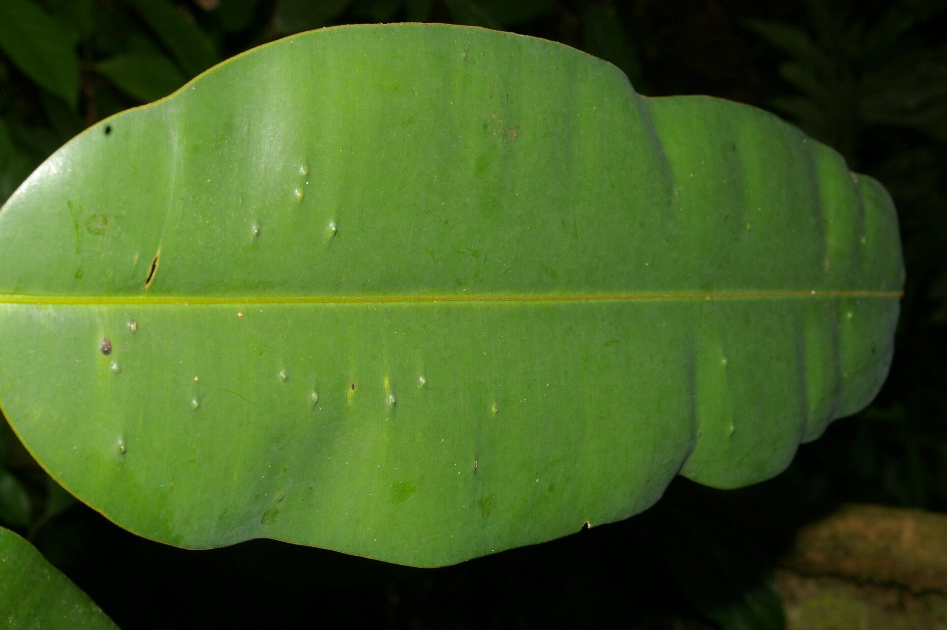 Calophyllum mesoamericanum leaf