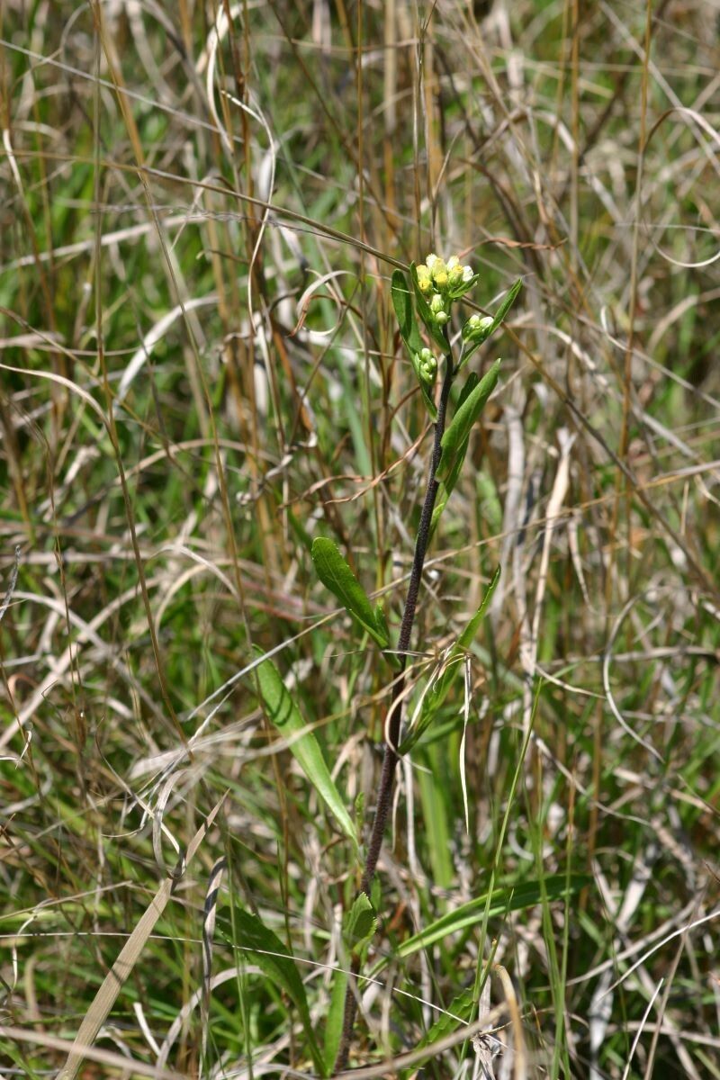 Eschenbachia gouanii habit