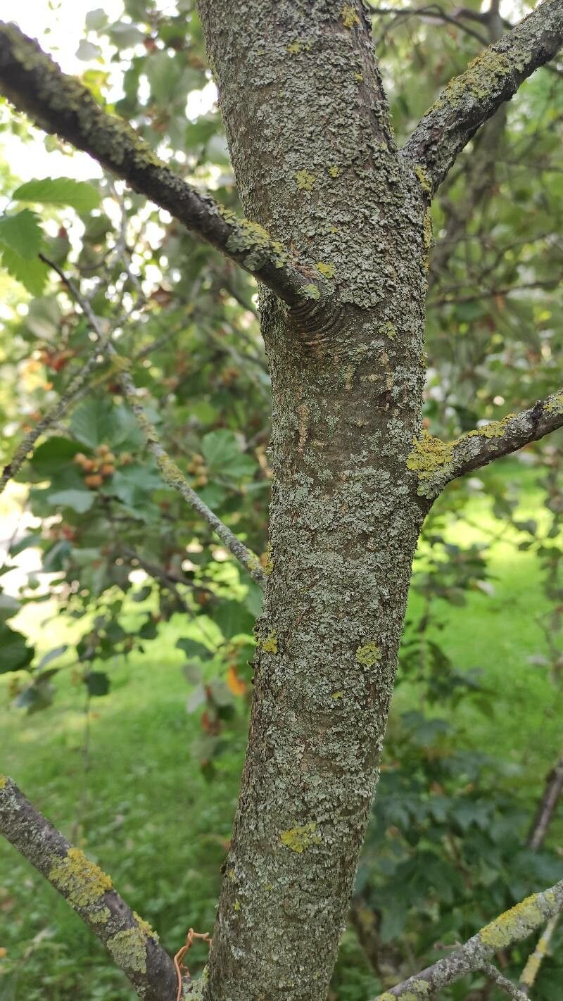 Hedlundia pulchra bark
