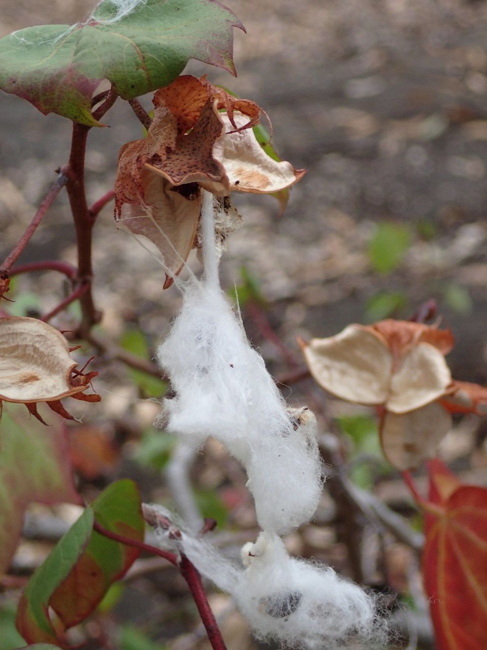 Gossypium sp.1 fruit