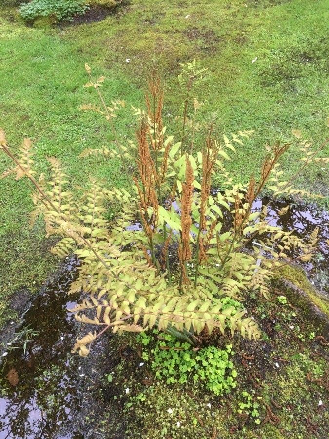 Osmunda japonica habit