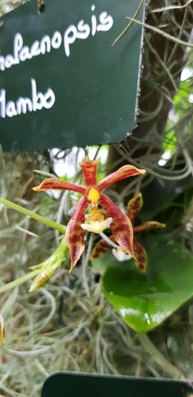 Phalaenopsis mannii flower