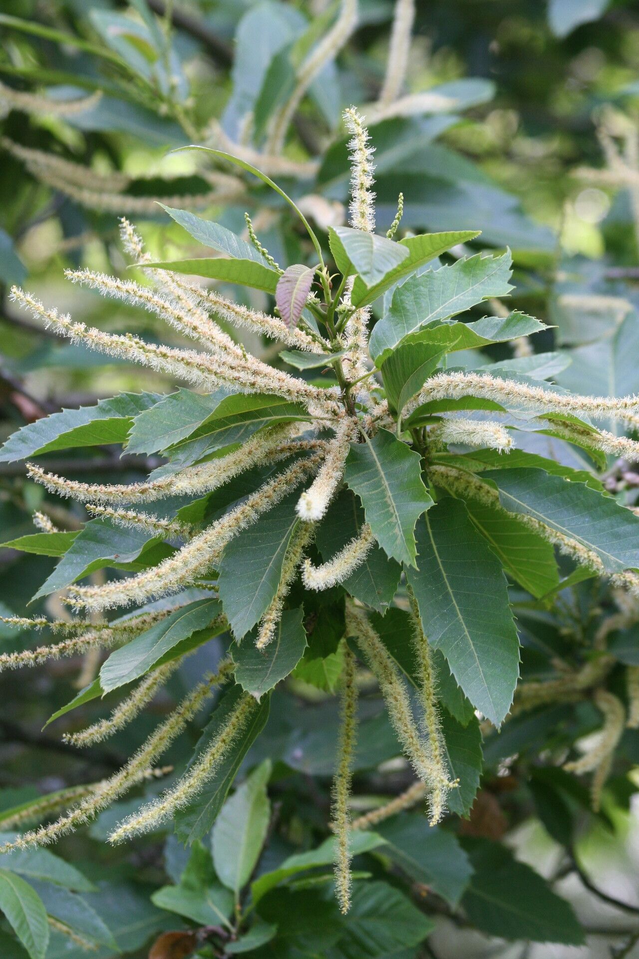 Castanea henryi — related species from the same genus