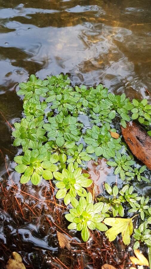 Callitriche obtusangula — houseplant care guide