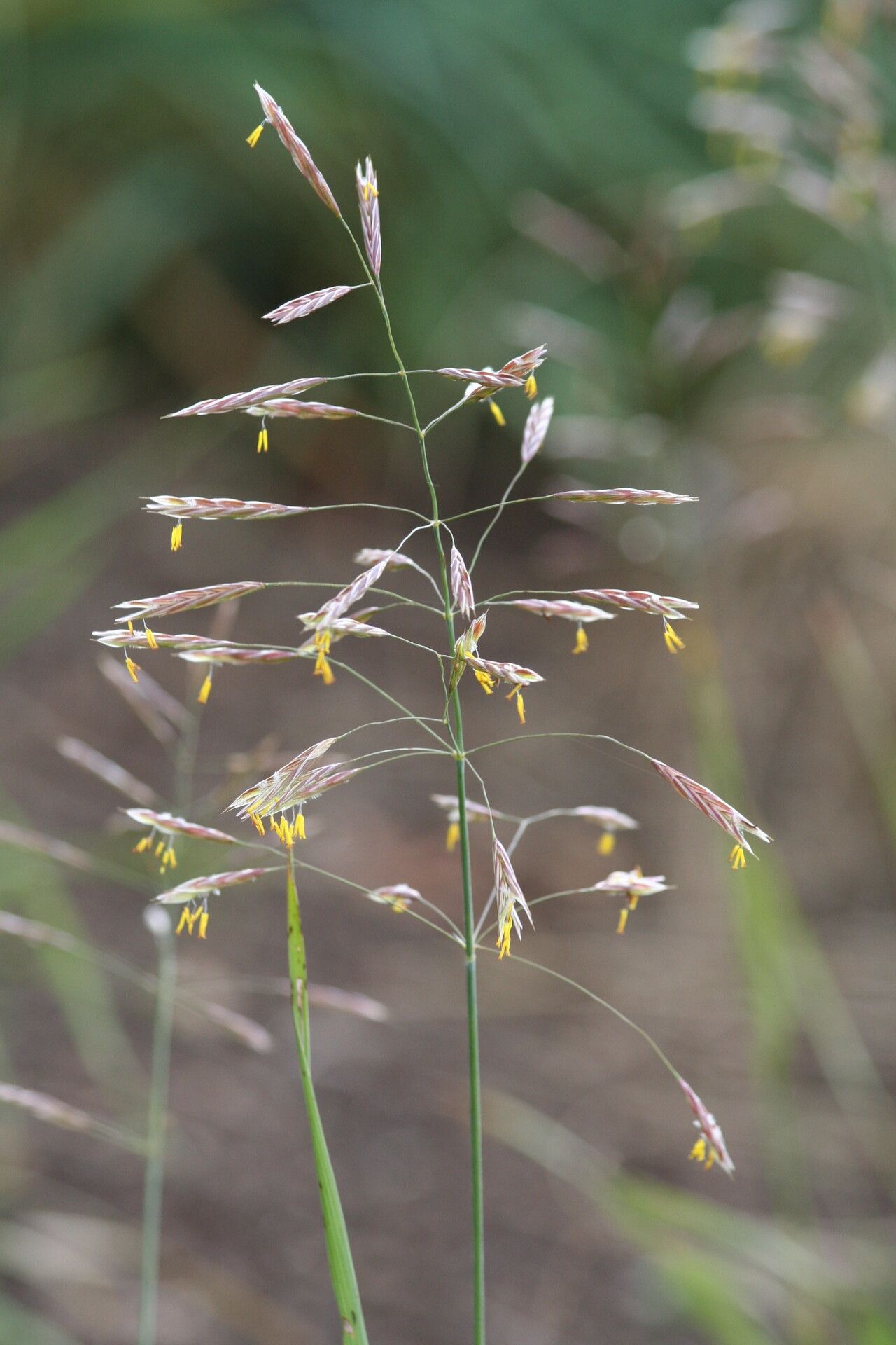 Bromus riparius flower
