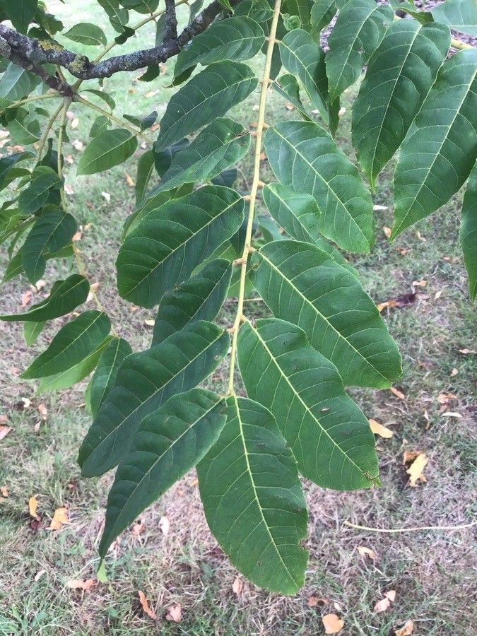 Toona sinensis — search result for 'Fern'