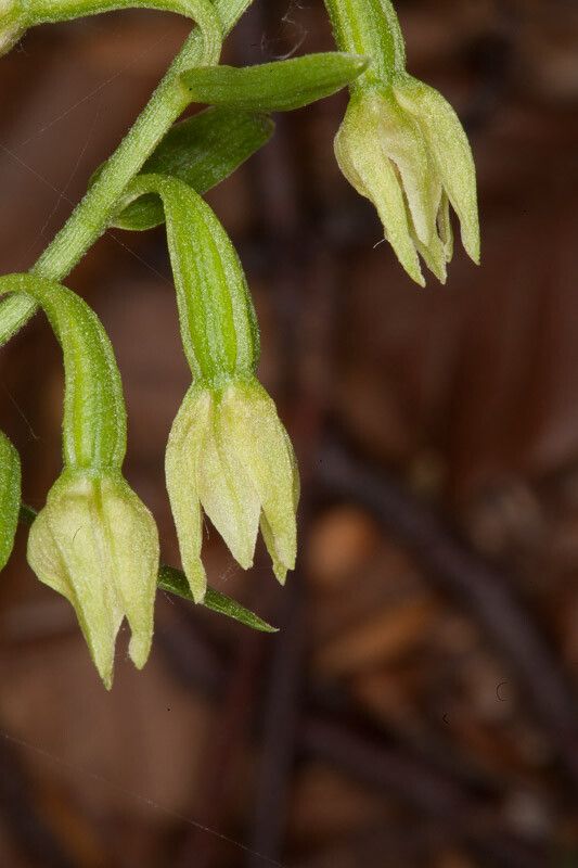 Epipactis leptochila flower