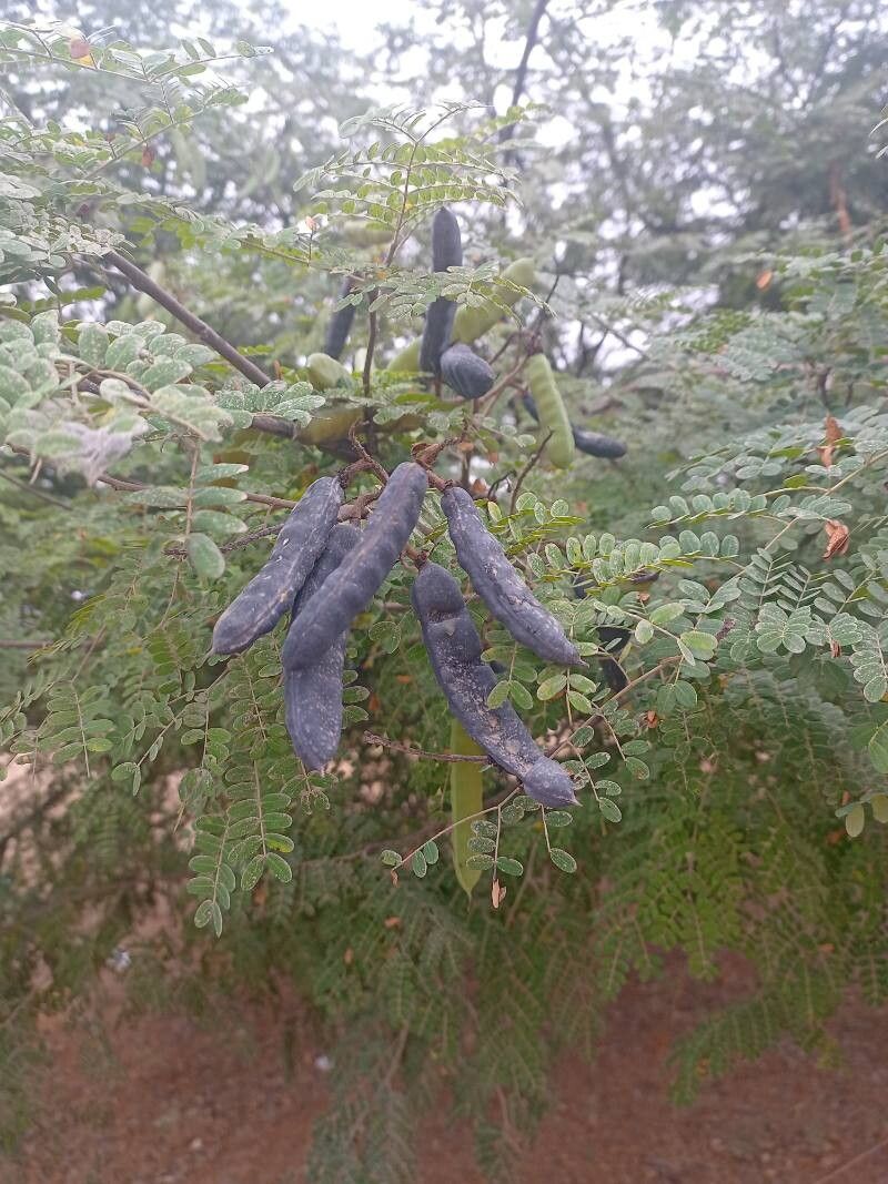 Libidibia glabrata fruit