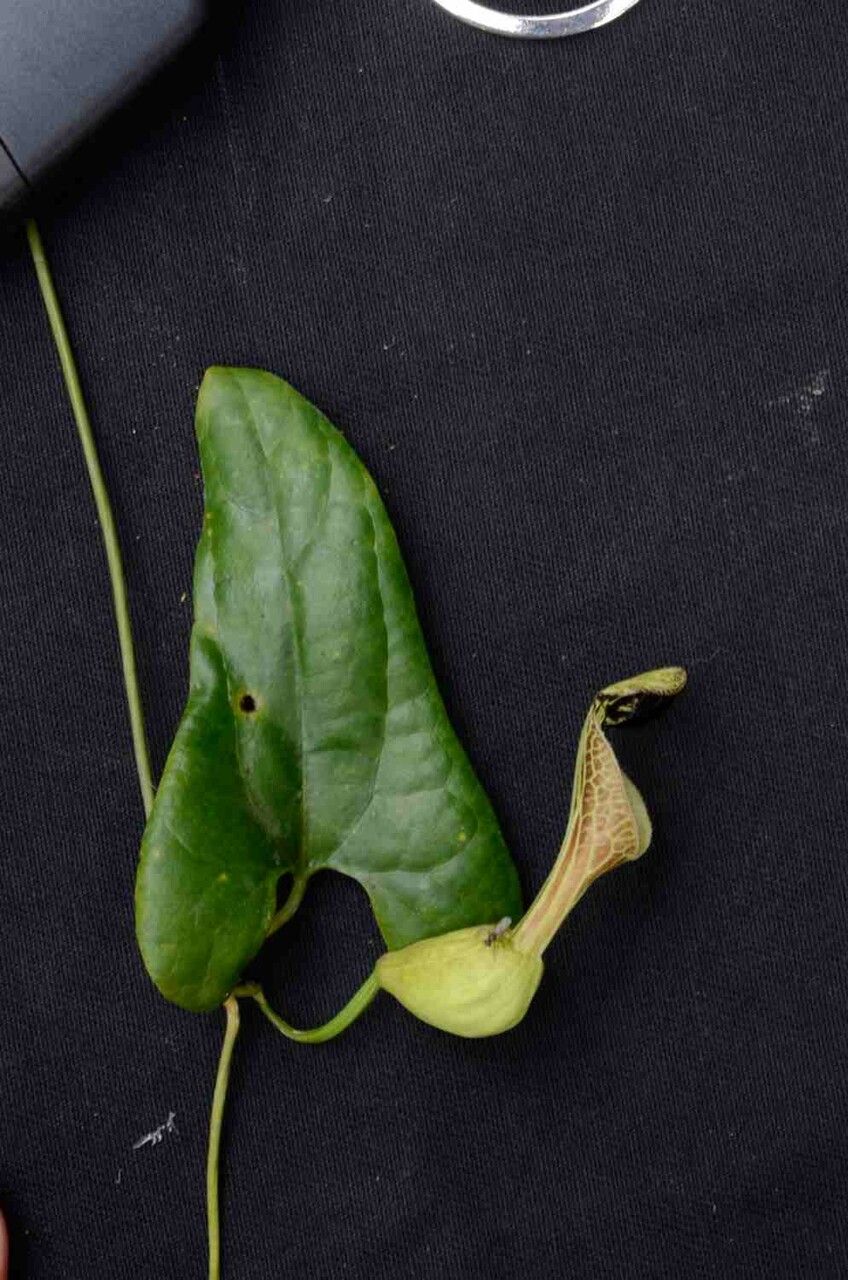 Aristolochia arcuata leaf