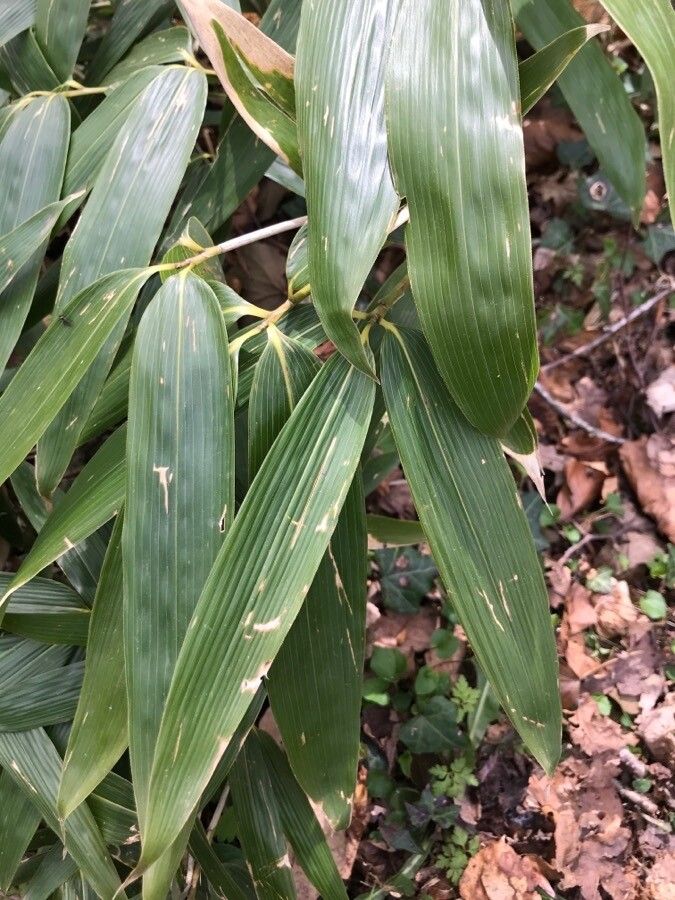 Sasa kurilensis leaf