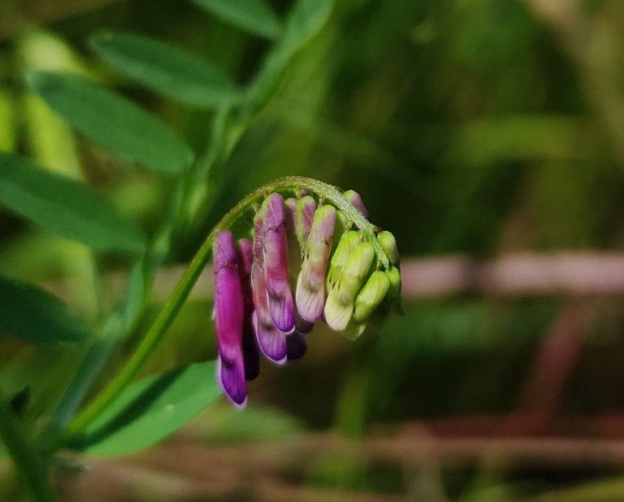 Vicia dasycarpa flower