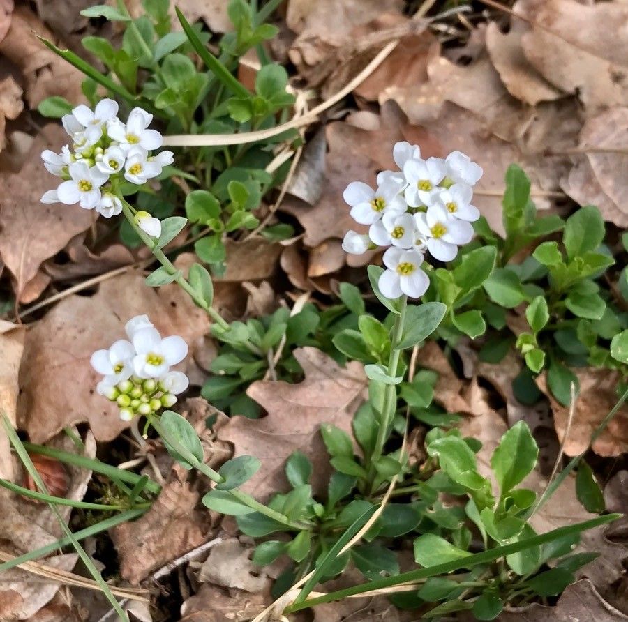 Noccaea montana flower