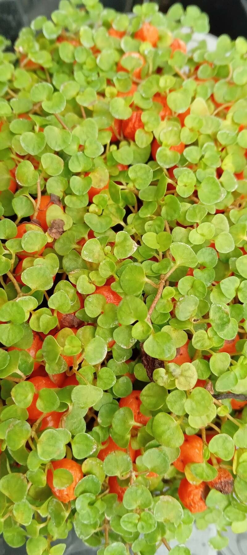 Nertera granadensis leaf