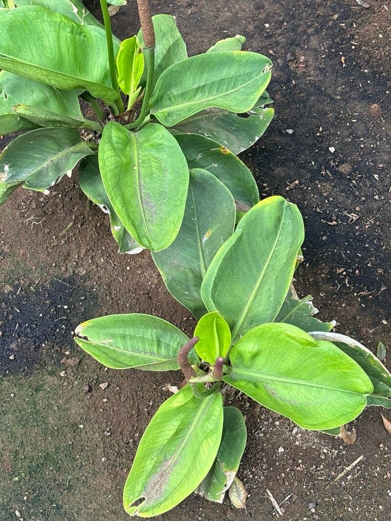 Anthurium maricense — houseplant care guide