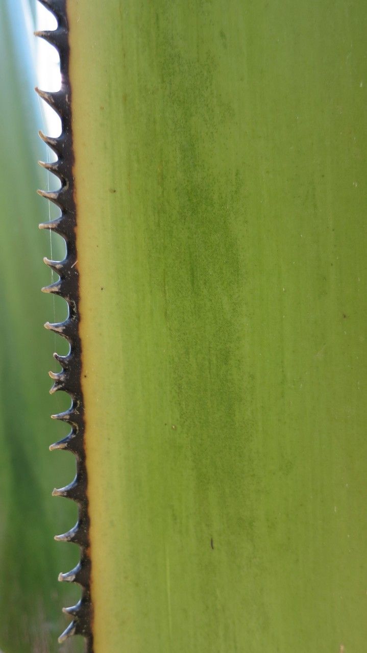 Corypha umbraculifera bark