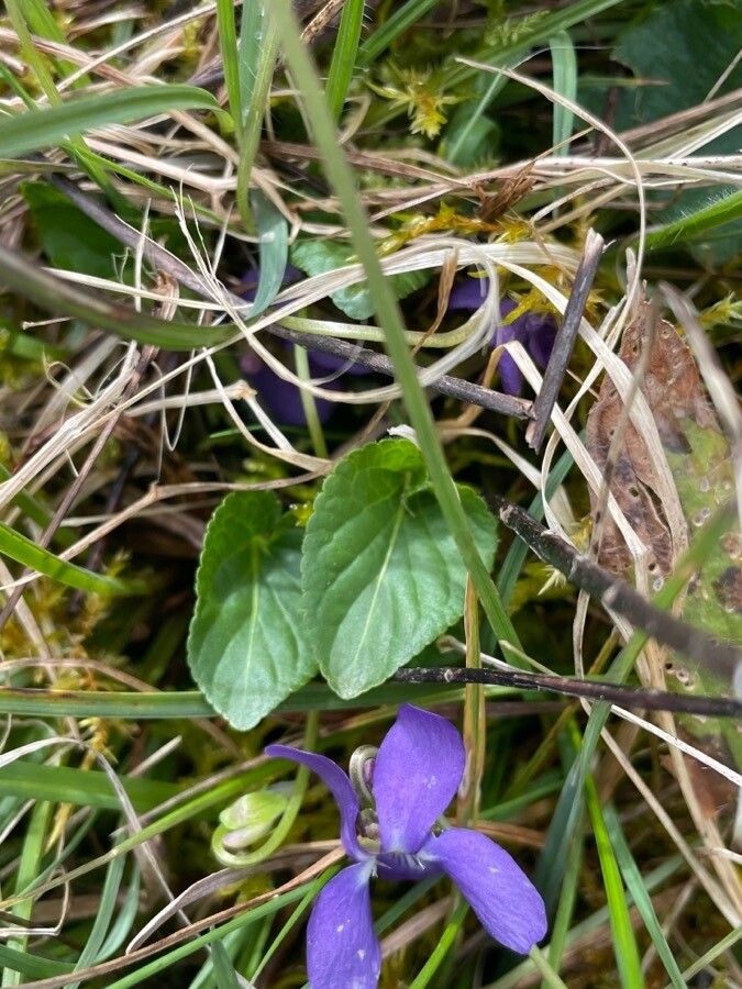 Viola hirta — search result for 'Violaceae'