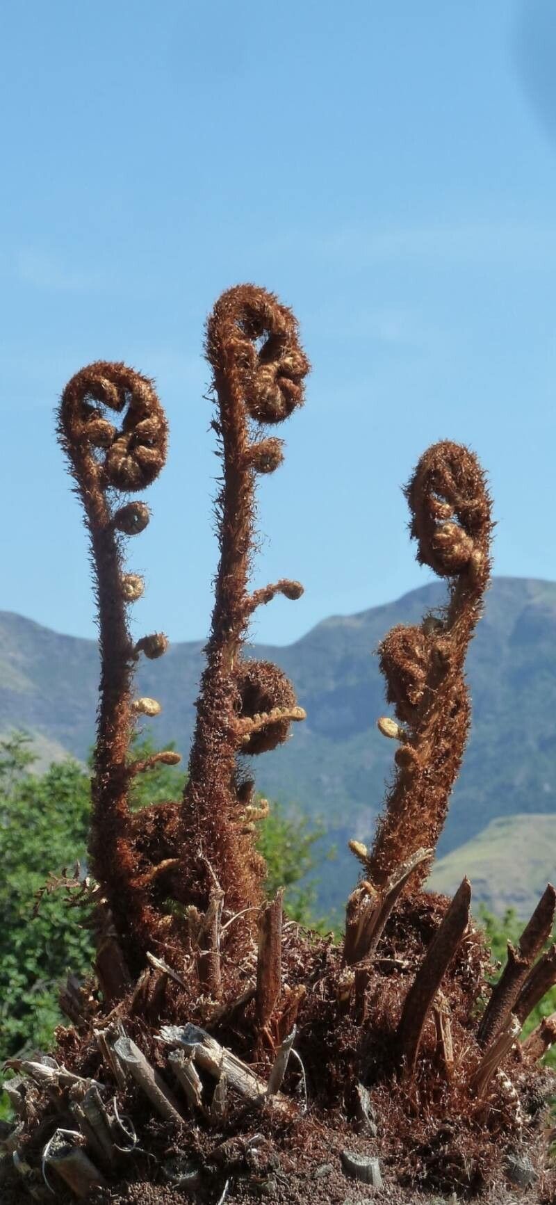 Alsophila glaucifolia — houseplant care guide