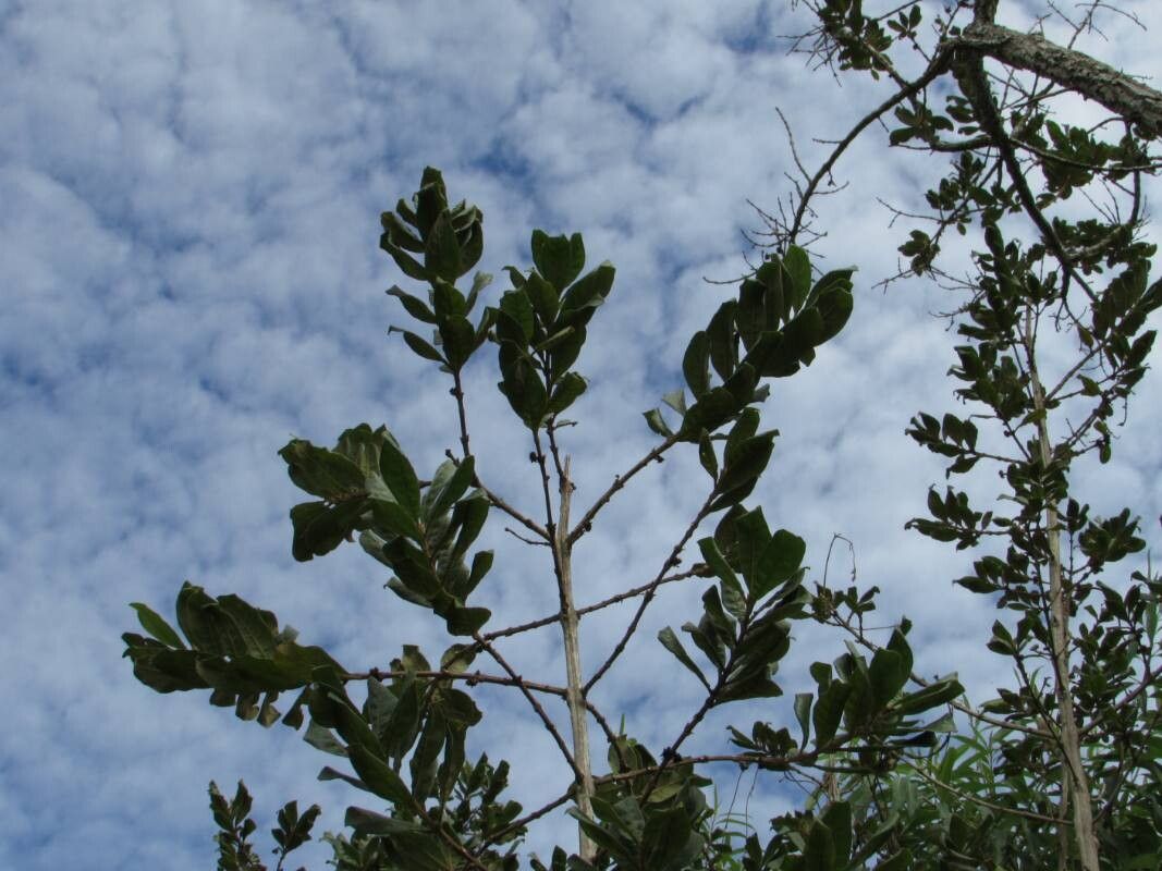 Aegiphila verticillata other