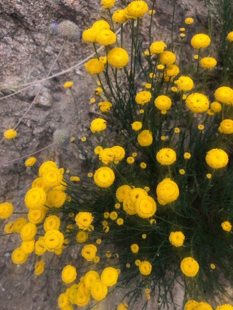 Santolina rosmarinifolia flower