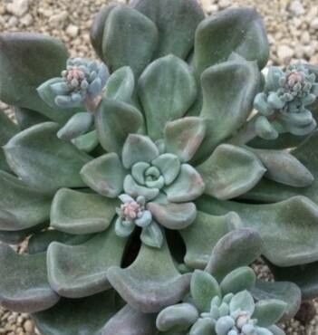 Thompsonella spathulata — related species from the same genus