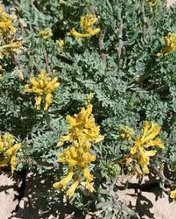 Corydalis aurea flower