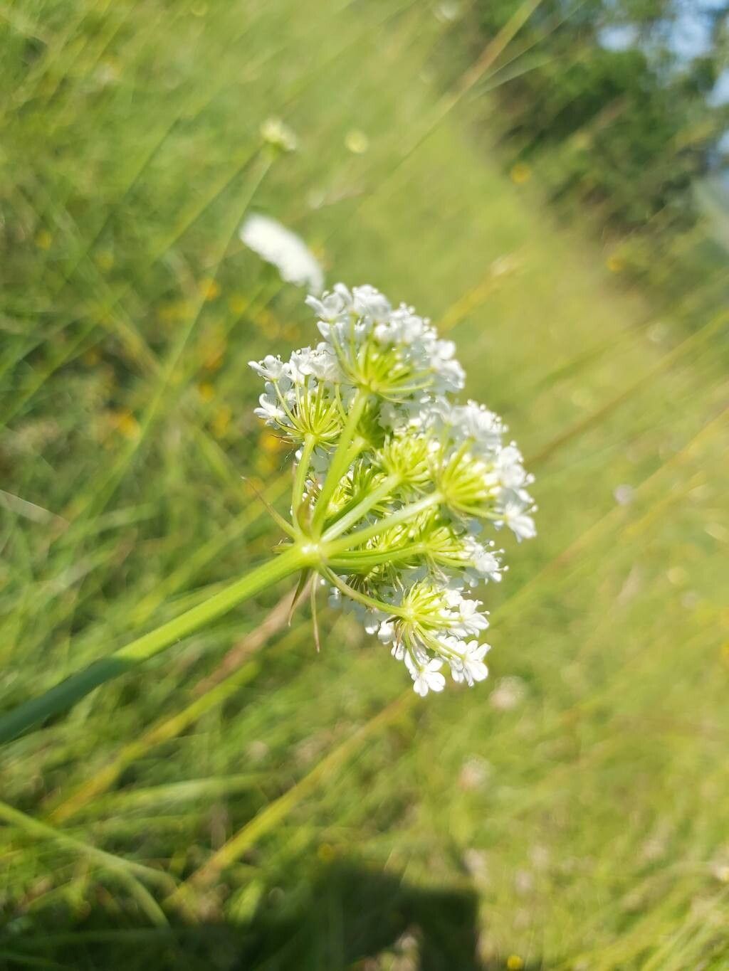 Oenanthe millefolia flower