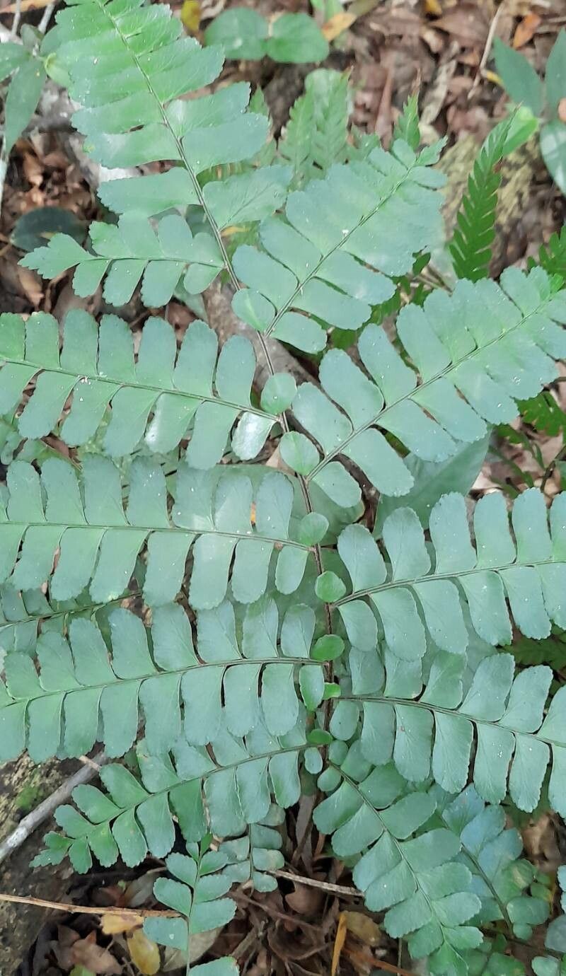 Didymochlaena truncatula — search result for 'Polypodiaceae'