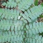 Didymochlaena truncatula