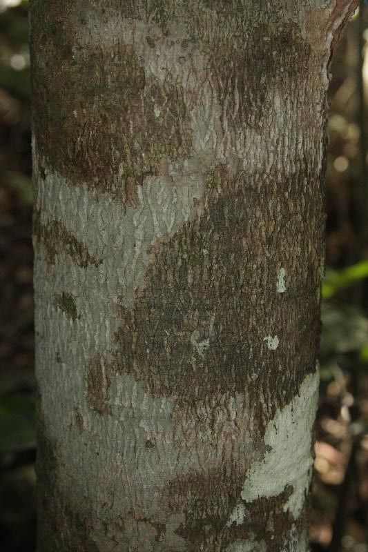 Caraipa densifolia bark