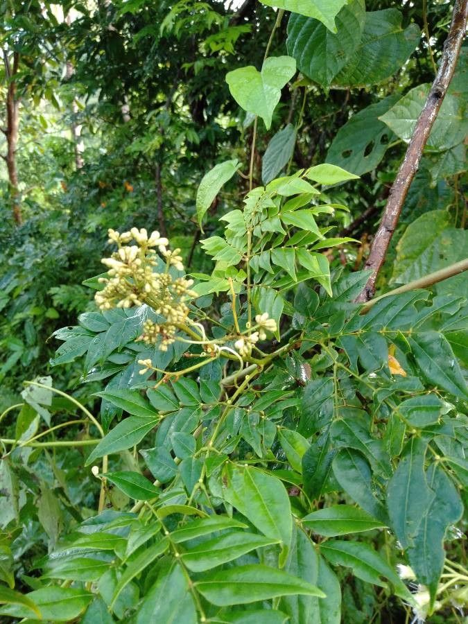 Archidendron clypearia — houseplant care guide