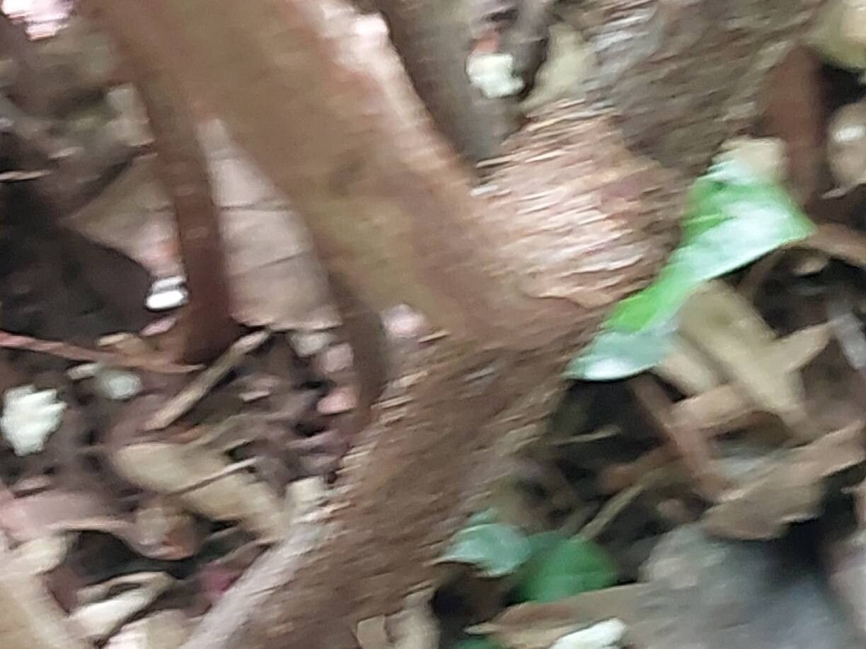 Spiraea arcuata bark