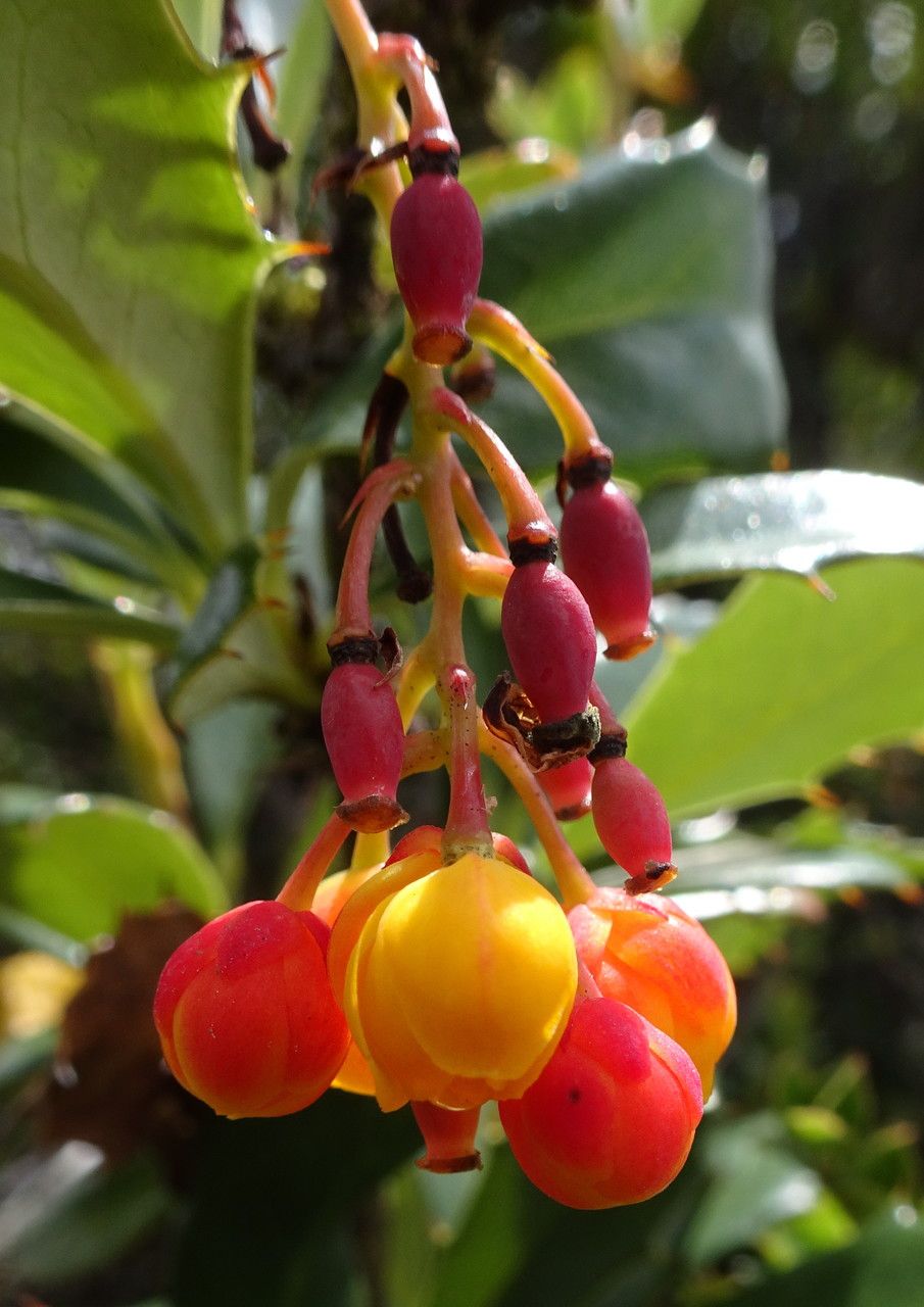 Berberis goudotii fruit