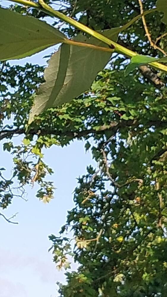 Populus szechuanica leaf