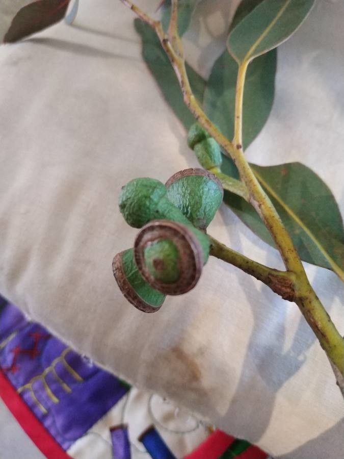 Eucalyptus gomphocephala fruit