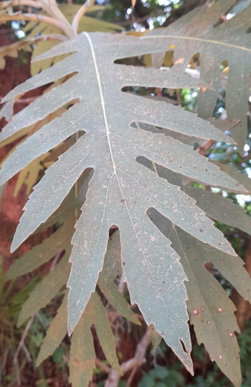 Bocconia integrifolia — related species from the same genus