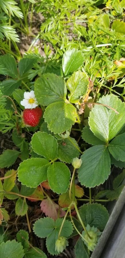 Fragaria chiloensis fruit