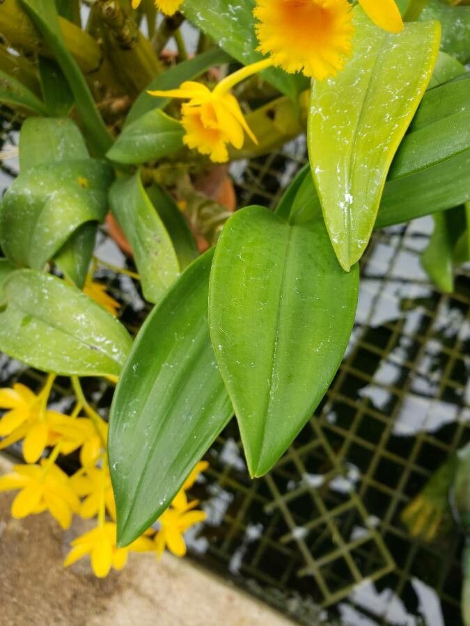 Dendrobium bracteosum — houseplant care guide