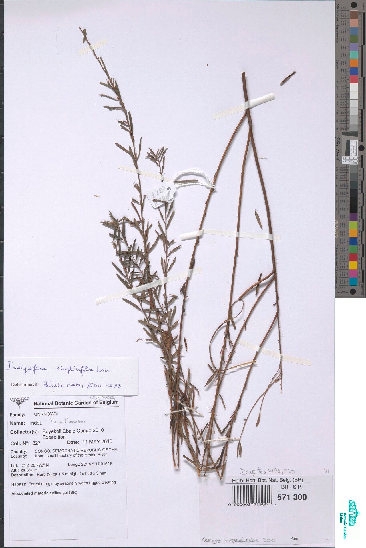 Indigofera simplicifolia — houseplant care guide